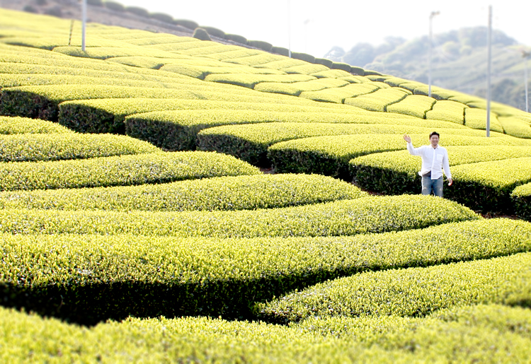 予約新茶限定品・静岡茶・新茶の青木園